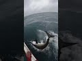 “GoPro Captures the Most Terrifying Shark Ever Recorded!” #RawFootage #SharkAttack #OceanTerror