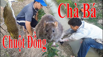 Bắt Chuột Đồng Bằng Máy Bơm Nước Sau Mùa Thu Hoạch Lúa Ở Miền Tây | Liem Thanh Hana