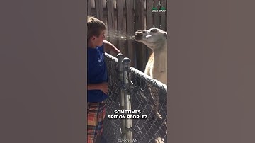 Why Alpacas Spit On People?
