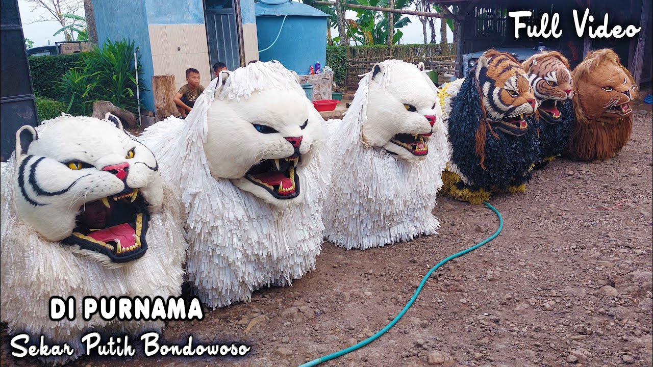 CAN MACANAN DAN DRUMBAND SINGO MANGGALA PURNAMA SEKAR PUTIH BONDOWOSO FULL VIDEO