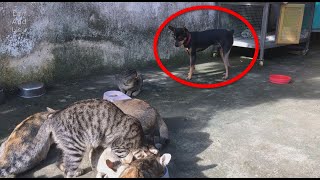 Puppies eat food from 6 cats by Lan and Lieu 457 views 2 years ago 57 seconds