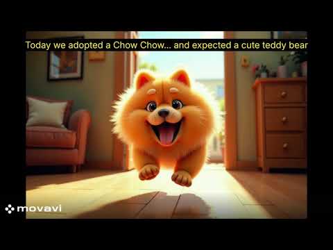 Chow Chow Enters New Home Like A TINY LION 