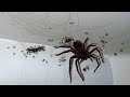 10 ENORMOUS Creatures That Will Scare You!