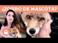 ¿Es correcto tener un ZORRO como mascota? 🦊 TALIUCA PETS