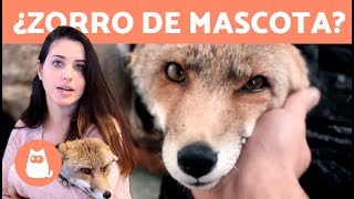 ¿Es correcto tener un ZORRO como mascota?  TALIUCA PETS