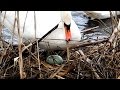 Pirmā ola - Первое яйцо – First egg || Gulbju ligzda - Лебединое гнездо - Swans nest Pt.3