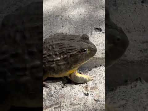 เกือบได้เป็นกบแดดเดียว #frog #africanbullfrog #shortvideo