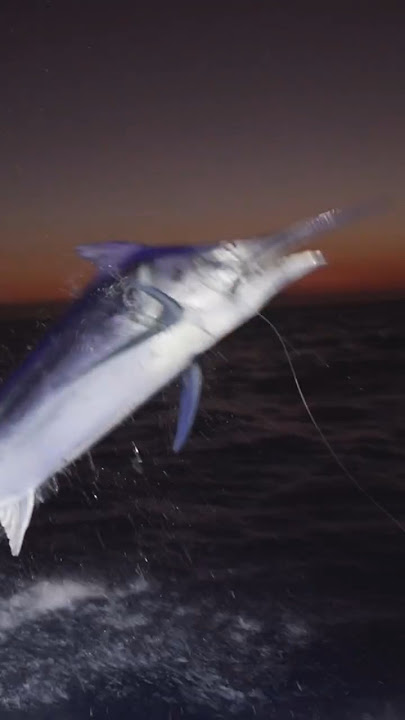 Ikan Marlin Hitam Adalah Senjata Hidup