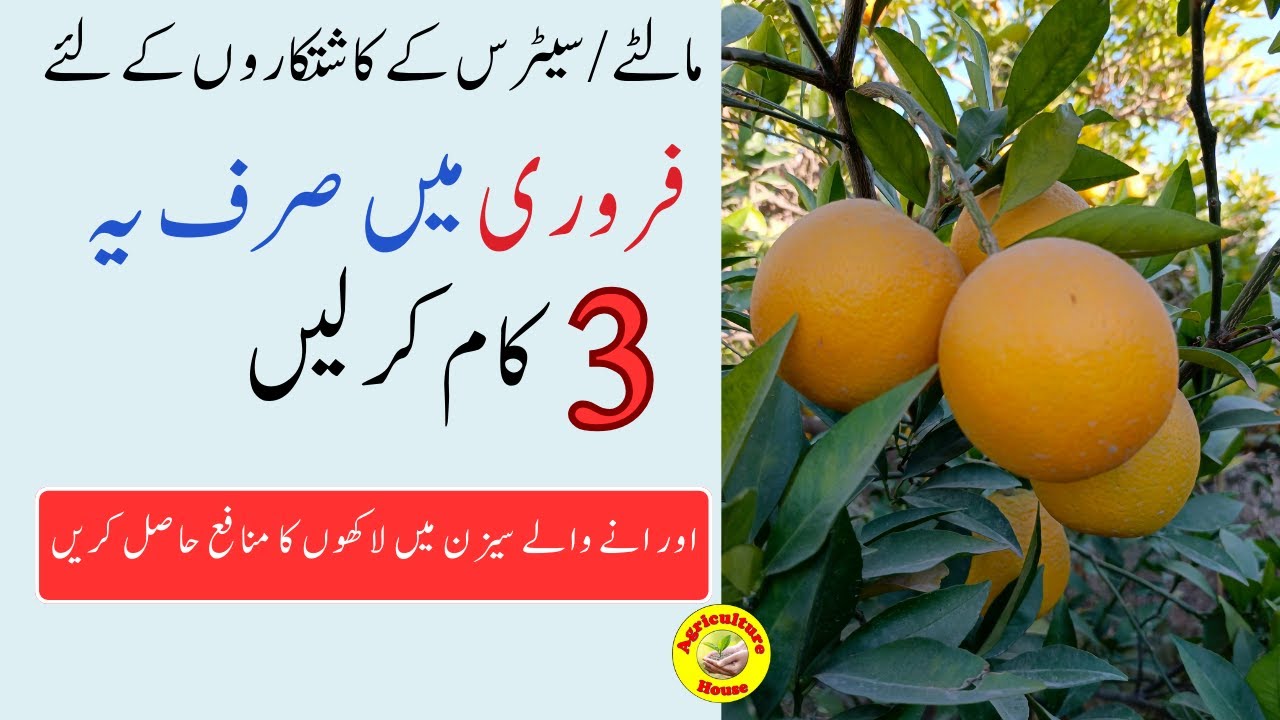 Best & Powerful Fertilizer for Citrus for Bigger size and production