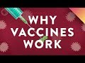 Understanding Scurvy, Vaccines, and Immunity