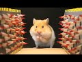 My Lovely Hamster Adventure | Seeds Hunter-Hamster Maze
