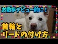 【犬のしつけ】お散歩デビュー前に！首輪とリードの付け方