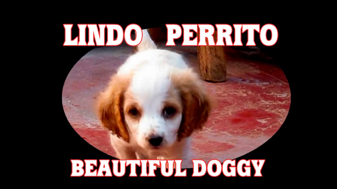 PERRITO LINDO Y ADORABLE / CACHORRO COCKER cachorros rottweiler