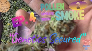 Pollen to Smoke Series | Upstate Truth F2 Ep.4 | IBL | Creating feminized F2 | Seed Analysis F2,S1