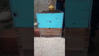 بعد تجييش النحل كيف نجعل الملكة لا تعاود وضع البيض في العاسلة و توجيه النحل لتخزين اكبر كمية  عسل.