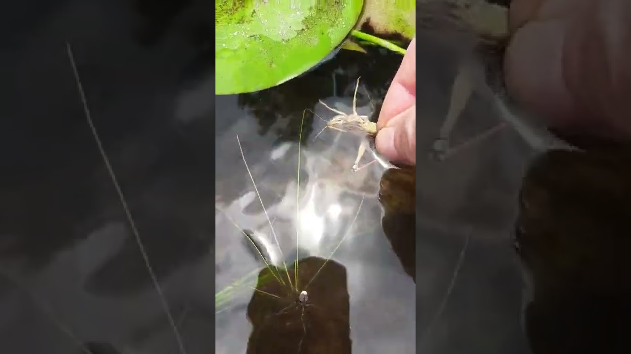 The grasshopper is to big  for the fish  to eat when I am feeding them by hand.