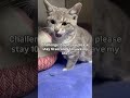 Can you consider being part of our cats Rescue home ,share,like,comment and subscribe #adopt #cats