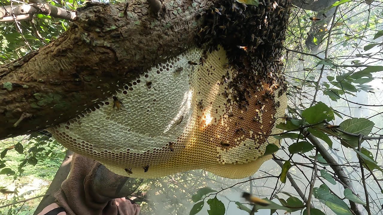 บุกป่าฝ่าหนามเพื่อสิ่งนี้ น้ำผึ้งป่าดอกเล็บเหยี่ยว  |  พรานหมึก คนตีผึ้ง