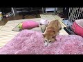柴犬小春 【ライブ】仕出し弁当⬅︎最高