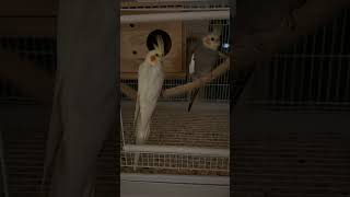 부담스런 근접샷 앵둥절#왕관앵무 #cockatiel