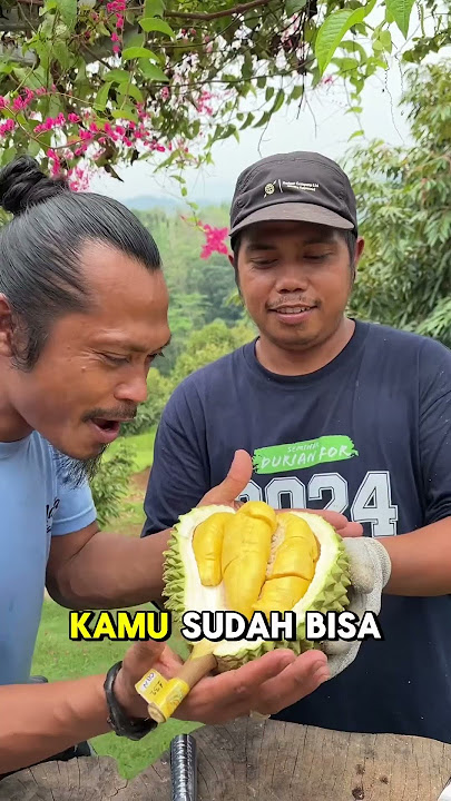 Hayu panen durian hari ini guys di kebun aa kadu tasikmalaya