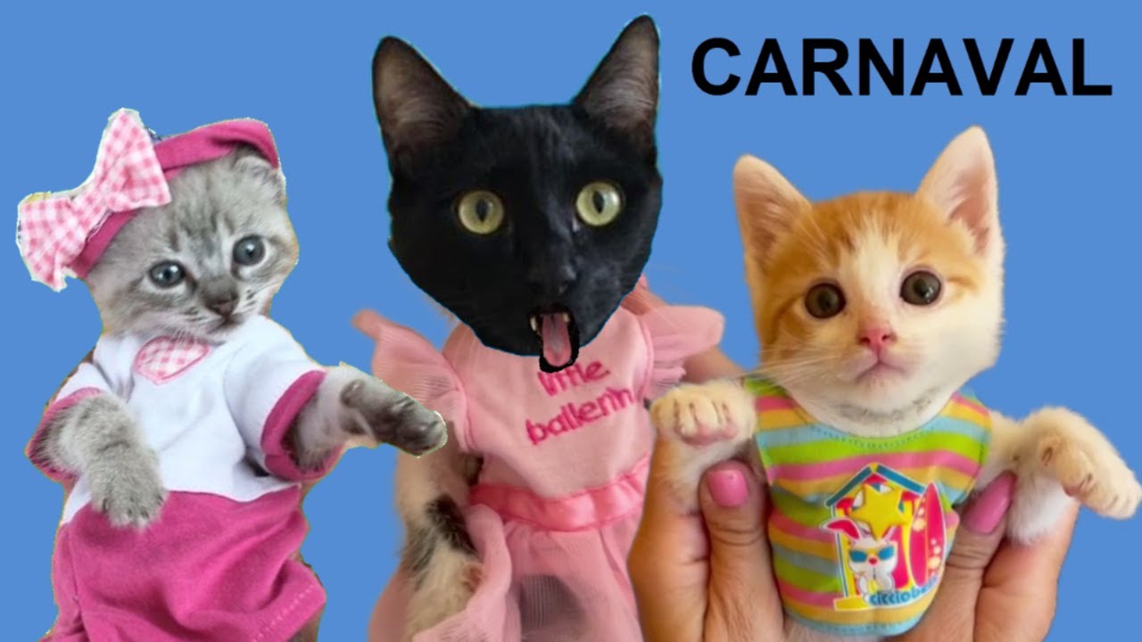 Gatito bebe se pone ropa para Carnaval 2023 / Videos de gatos graciosos  Luna y Estrella en español - YouTube