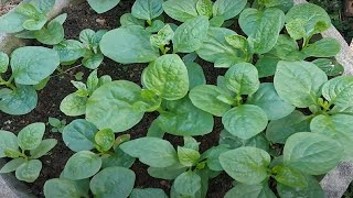 Grow simple, clean vegetables to eat