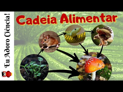 Vídeo: Quais são as etapas de uma cadeia alimentar?