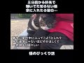 【猫のびっくり話】三日前から軒先で騒いでた知らない猫。家に入れたら翌日…#ねこぬこにゃんこ #猫 #猫の話 #ほのぼの
