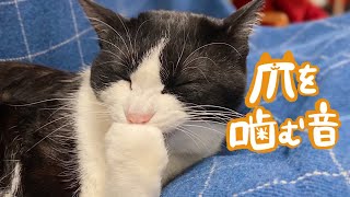 CAT ASMR猫が爪を噛むグルーミングの音 #170
