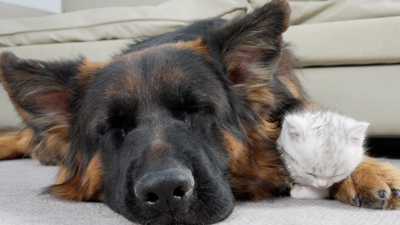 Котенок перешел от страха перед немецкой овчаркой к уютному сну (трогательное превращение)