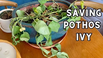How to Save Dying Pothos Ivy | Post Travel