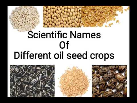 Scientific name of different oil seed crops - Crop production #for agriculture polytechnic #