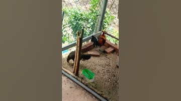 Rừng rặc mới về 3 ngày