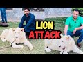Lion ny attack ker dea   wildlife experience