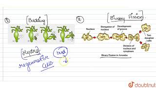 Write one difference between binary fission and budding.