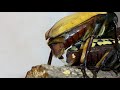 【4K/60fps】Mecynorhina Oberthueri  mating Part1　オーベルチュールオオツノカナブンの交尾 その１