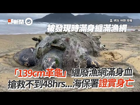 139cm大革龜遭廢漁網纏身 滿身血搶救不到48hrs...海保署證實身亡｜野生動物｜動物保育｜海龜