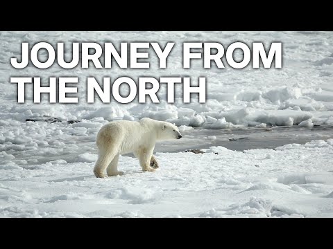 Bringing Home The Bears E01 |  Journey from the North