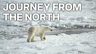 BRINGING HOME THE BEARS - JOURNEY FROM THE NORTH