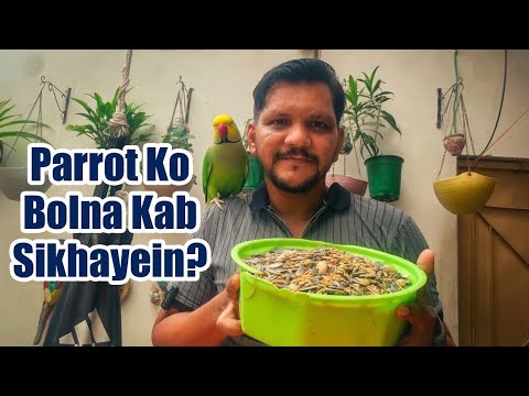 Parrot Ko Bolna Sikhane Ka Best Time | Training Kab Shuru Karein? | PBI Official