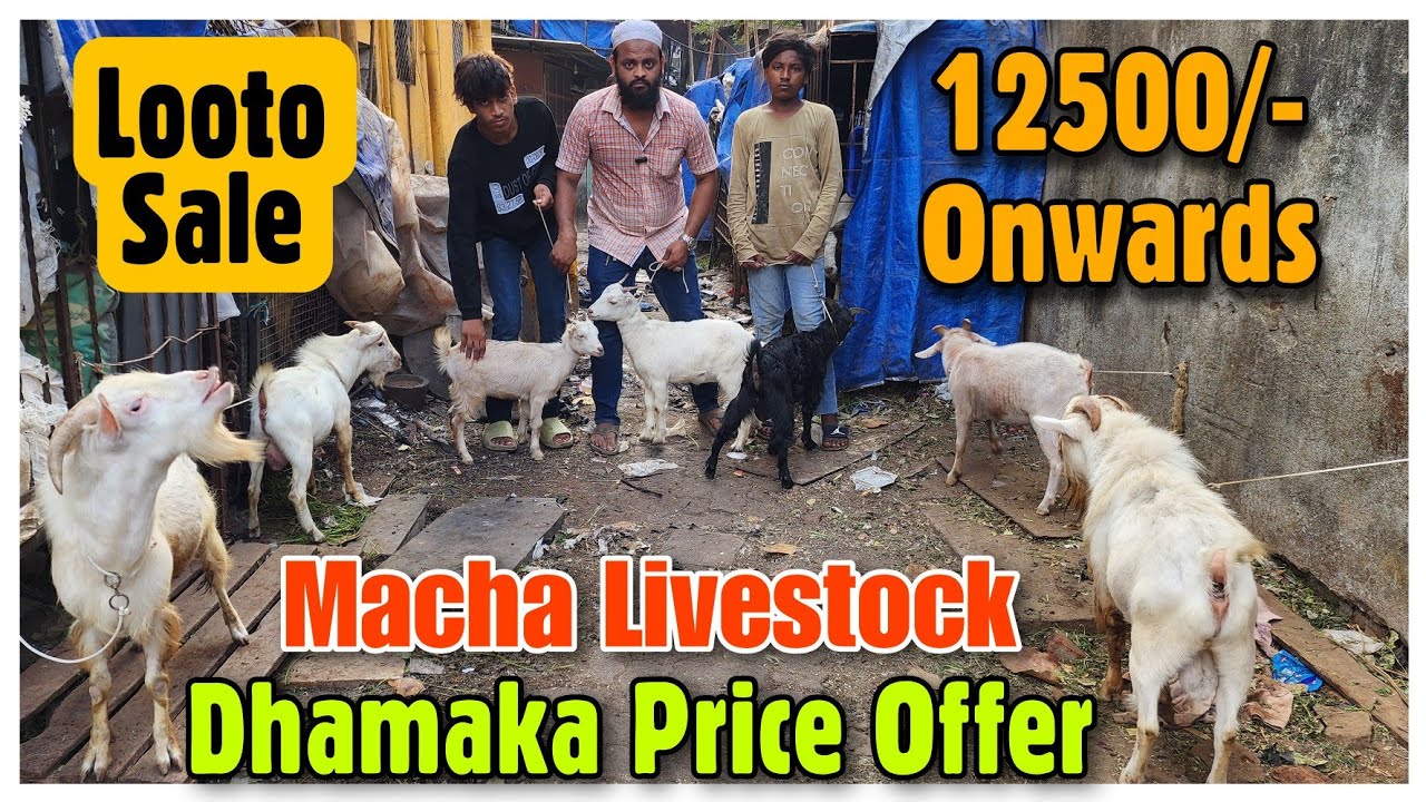 12500/- Onwards Saste Bakra Bakri MACHA LIVESTOCK | Bantam Goat Mumbai |