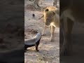 Fearless Honey Badger takes on 6 Lions! #shorts #wildlife