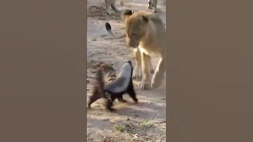 Fearless Honey Badger Takes On 6 Lions Shorts Wildlife 