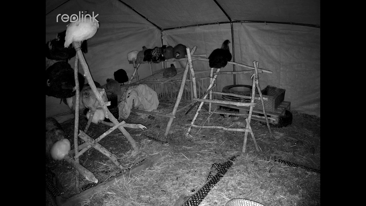 Nighttime Chicken Coop – Sleep & Relax/夜の鶏小屋 – 睡眠リラックス音/밤의 닭장 – 수면과 휴식 소리