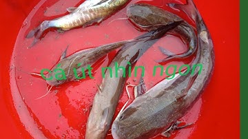 Câu cá ở hòn đá bạc cà mau