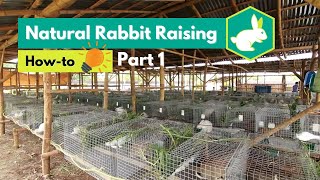 Howto: 'Natural Rabbit Raising' gamit ang Probbit Natural Feeds PART 1