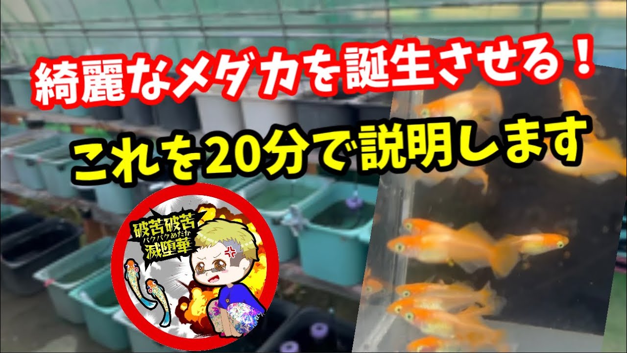 メダ活を本気でやる為に必ず必要な容器があります！【めだか】