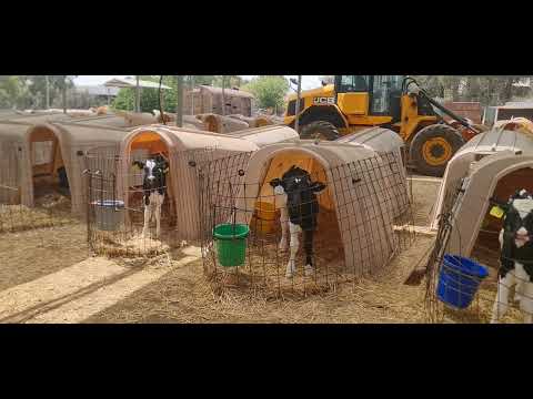 نصائح في تربية عجول الهولشتاين الصغيرة مزارعالابقارالحديثة