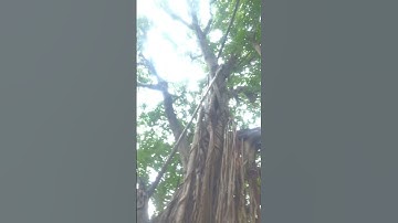 Cây Sộp trên 400 năm có khả năng dự báo thời tiết khi trời sắp mưa #nhatrangyeuthuong